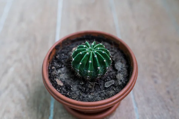 Cactus Groeit Een Pot Groene Cactus Bruine Pot — Stockfoto