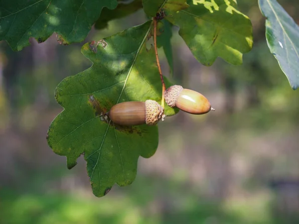 acorn on the tree. oak leaves. clouseup of acorns that grow on a tree
