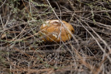 Porcini mantarı ormanda yetişir. Eski kozalaklı iğnelerin arasında mantar.