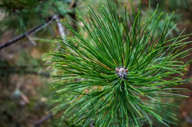 Çam iğneleri. Çam iğneleri ve koni yakın çekim