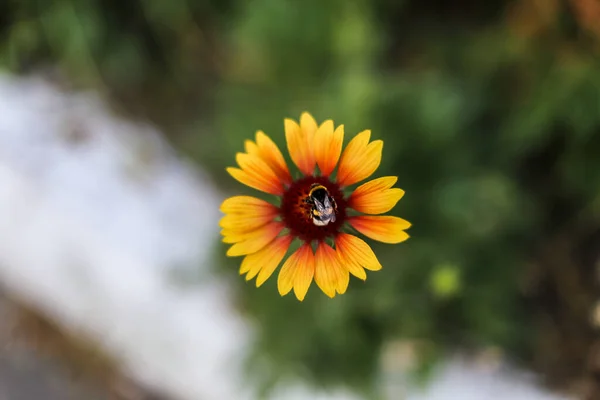 Schöne Blume Wächst Garten Saftiges Foto Leuchtende Farben — Stockfoto
