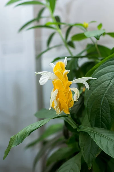 Yellow Flower Yellow Ear Pachystachys Flower Close Flower Shop — Stock Photo, Image