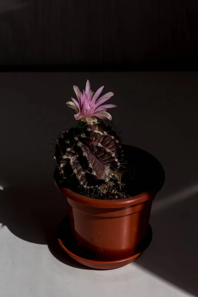 Kakteen Blühen Hartes Licht Nahaufnahme Rosa Blüte Brauner Kaktus Terrakottatopf — Stockfoto