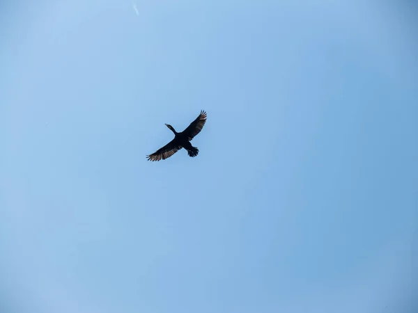 Black cormorant flies in the sky spreading its wings. black cormorant blue sky — Stock Image Black Cormorant Flies Sky Spreading Its Wings Black Cormorant Blue Royalty Free Stock Images