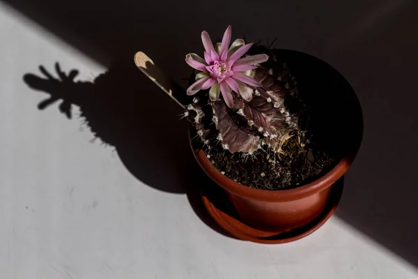 Cactus Bloeit Hard Licht Van Dichtbij Gezien Roze Bloem Bruine — Stockfoto