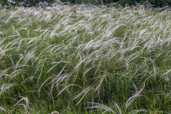 Herbe Plumes Sauvages Champ Herbe Plume — Photo