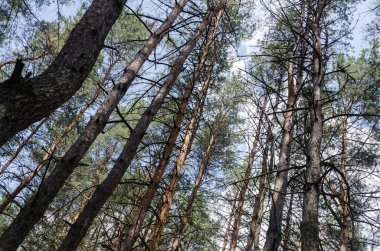 Sedir ormanı. Uzun ağaç gövdeleri gökyüzüne gider. Aşağıdan bak. Yeşil iğneler, mavi gökyüzü.
