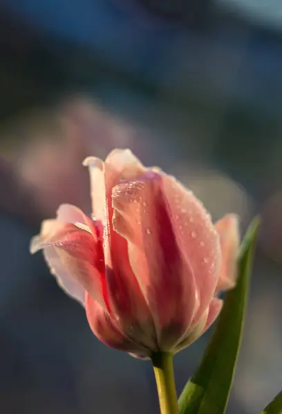 Różowy Tulip Zbliżenie Kroplami Wody Rozmytym Tle Niebieskawy — Zdjęcie stockowe