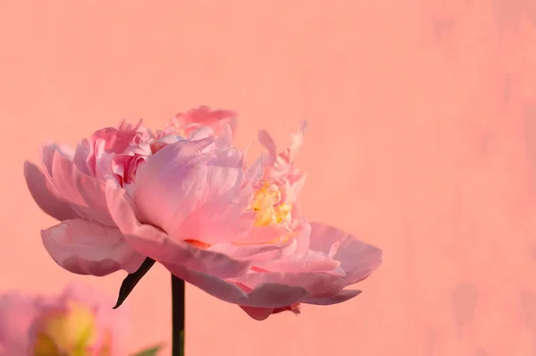 Różowy Piwonia Zbliżenie Brzoskwiniowo Różowy Tło — Zdjęcie stockowe