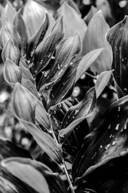 Polygonatum. Yapraklı dal. Yaprakların üzerine yağmur damlaları. Siyah beyaz fotoğraf..