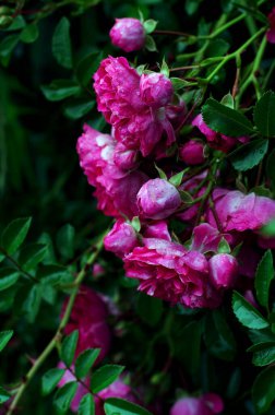 Çiçekli çalı gülleri. Bir gül ağacı gülü. Yağmurdan sonra bir gül çalısı.
