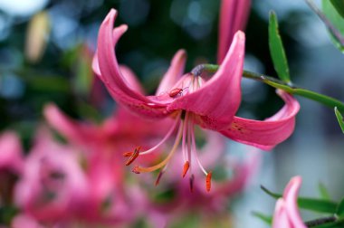 Yağmurdan sonra pembe bahçe zambağı. Yeşil arka planda Pembe Lily. Lily 'nin çiçeğindeki kırmızı böcek.