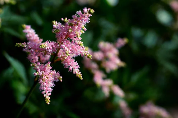 緑の背景のクローズアップにピンクのアスティルベ ピンクの花 筆に集められた小さな花 — ストック写真