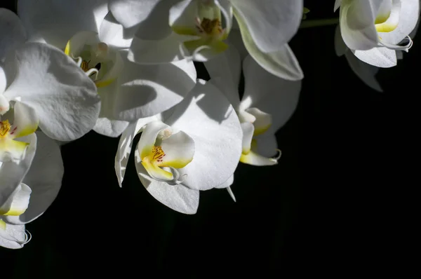 White Orchid close - up on black background. White Orchid branch.