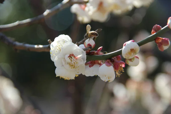 Bellissimo Fiore Bianco Con Ape Con Sfondo Grigio Morbido — Foto Stock