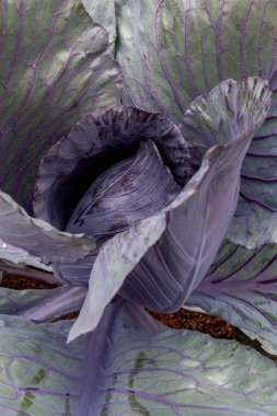 Büyük, güzel, yeşil ve mor lahana tarlada tüm detaylarıyla