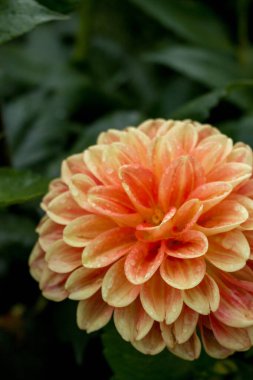 Sulu yeşil arka planda suluboya yaprakları olan güzel sarı ve turuncu yıldız çiçekleri.