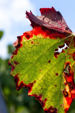 Yumuşak odaklı kırmızı kenarlı renkli sonbahar yaprağı