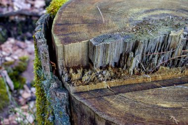 Ormanda yosunla kaplı desenli ağaç kütüğü.