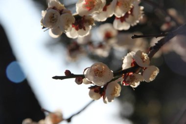 Gri yumuşak arkaplanı olan güzel beyaz çiçek