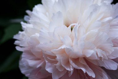 Yakın çekimde beyaz Avrupa şakayığı