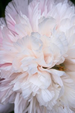 Yakın çekimde hafif gül rengi olan beyaz Avrupa şakayığı