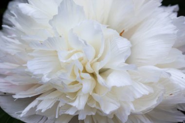 Yakın çekimde beyaz Avrupa şakayığı