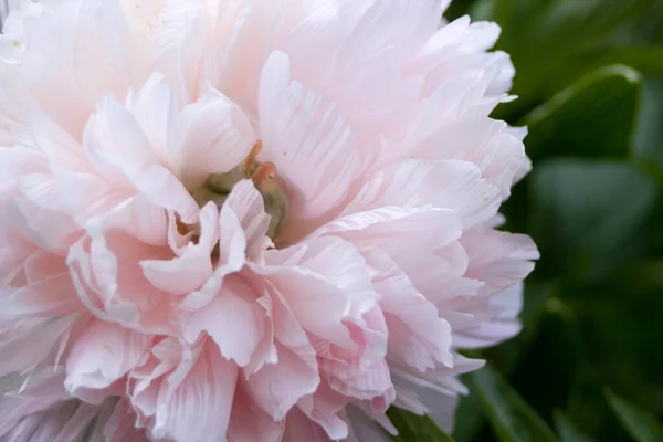 White European peony with light rose tint in close shot