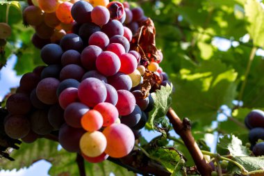 Renkli kırmızı mor turuncu ve sarı üzüm kabarcıkları. Profesyonel şaraphane.