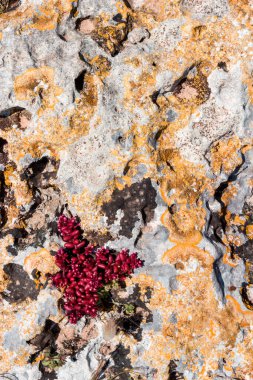 Renkli kayalarda kıyı bitkileri