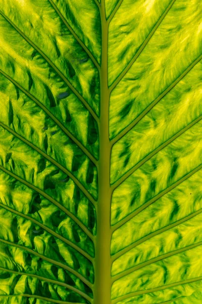 Συμμετρικό Φωτεινό Πράσινο Μεγάλο Φύλλο Ισχυρή Υφή Κοντινό Πλάνο — Φωτογραφία Αρχείου