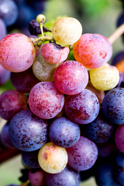 красный синий фиолетовый оранжевый и желтые круглые пузырьки винограда. Винный завод