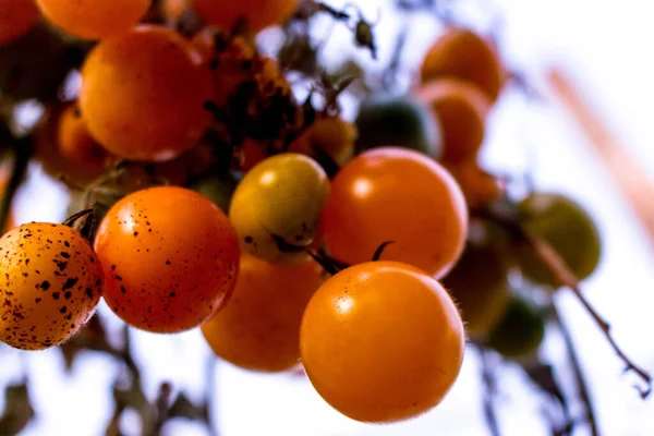 Feche Conjunto Tomates Laranja Coloridos Últimos Dias Colheita — Fotografia de Stock