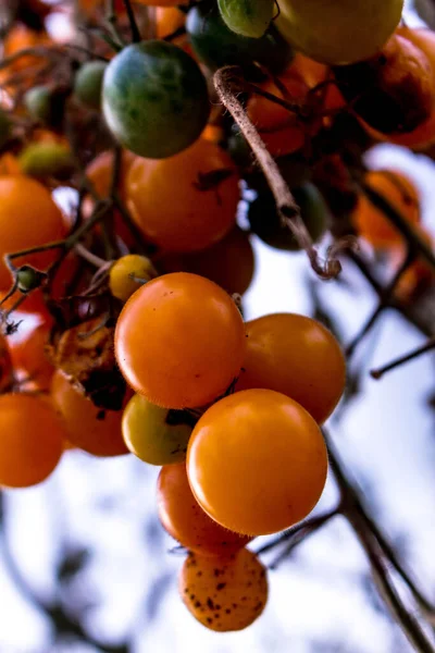 Cierre Grupo Coloridos Tomates Naranjas Últimos Días Cosecha — Foto de Stock