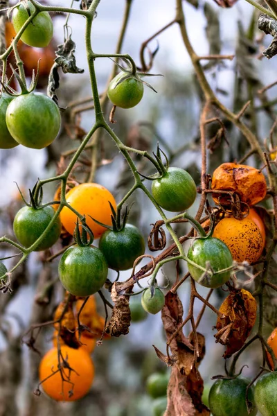 Cierre Grupo Coloridos Tomates Naranjas Últimos Días Cosecha — Foto de Stock