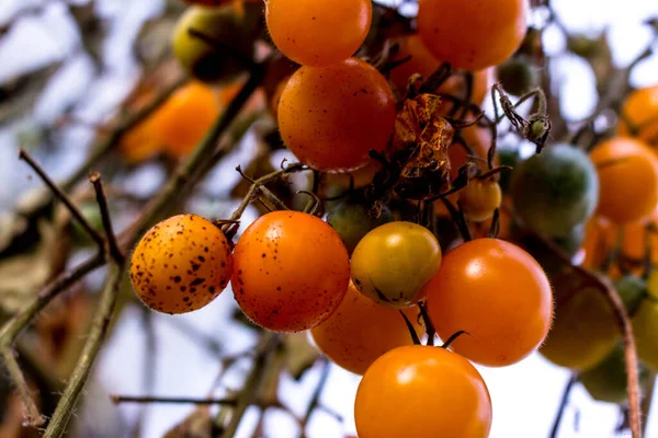 Cierre Grupo Coloridos Tomates Naranjas Últimos Días Cosecha — Foto de Stock