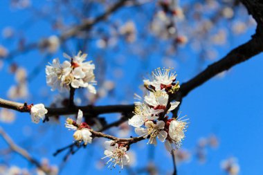 Kayısı ağacı bahar çiçekleri. Narin beyaz çiçekler ve mavi gökyüzü