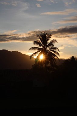 Gün batımında hindistan cevizi ağacının silueti