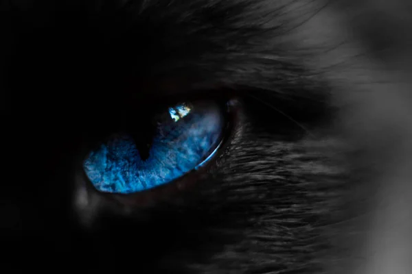 青い猫の目を閉じて — ストック写真