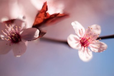 Sanat Bulanıklığında Kiraz Çiçekleri