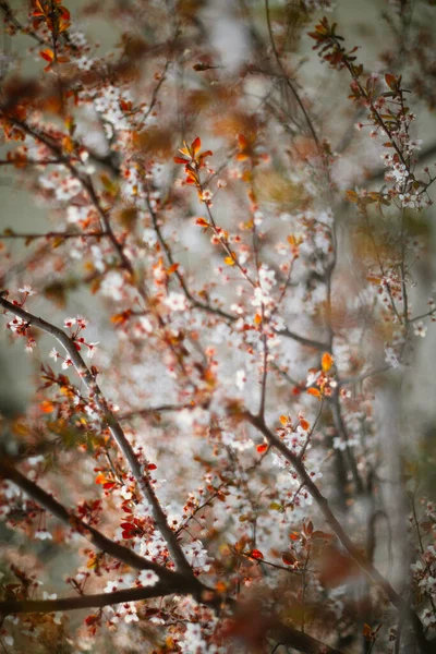 Beautiful Flowering Japanese Cherry Sakura — Stock Photo, Image