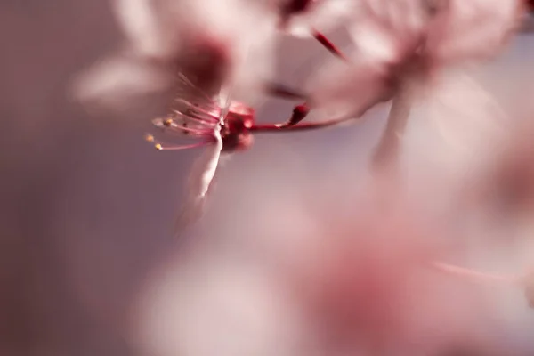 Cherry Blossoms Art Blur — Stock Photo, Image