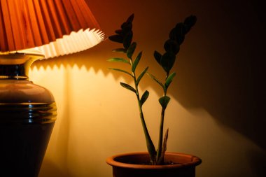 ev lambası ağacın yanında.