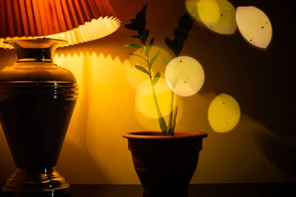 Lampa Domowa Obok Rośliny — Zdjęcie stockowe