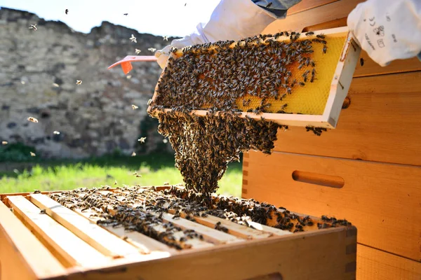 Apicultor sostiene una celda de miel con abejas en sus manos . —  Fotos de Stock