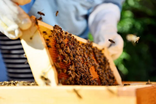 Apicoltore tiene in mano una cellula di miele con le api . — Foto Stock