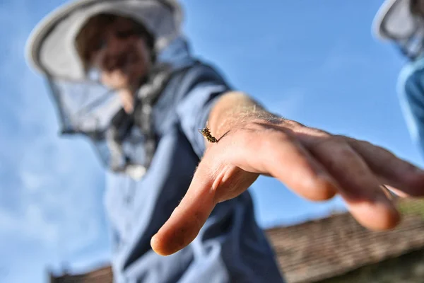Včelař je píchla včela v ruce. — Stock fotografie