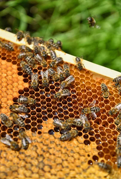 Bin på honungskakor. Biodling-konceptet. — Stockfoto