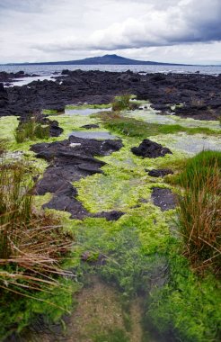 Arka planda görünümü güzel doğa ve Rangitoto Adası. Yeni Zelanda seyahat. 