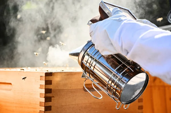 Porträt Eines Imkers Der Einen Raucher Benutzt Die Bienen Beruhigen — Stockfoto